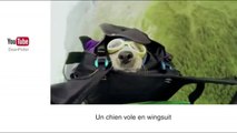 Zapping insolite - Un chien vole en wingsuit