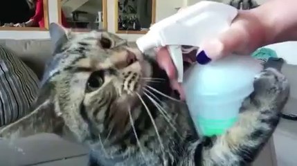 Un chat raffole de l'eau... en vaporisateur!