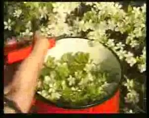 Fleurs de Bach - Procédé de fabrication