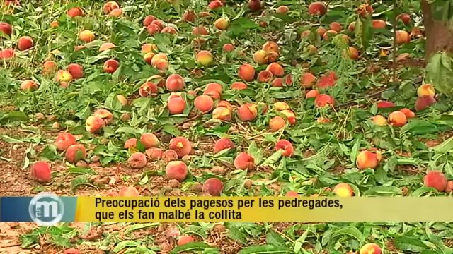 TV3 - Els Matins - Efectes devastadors de les pedregades en les collites de fruita