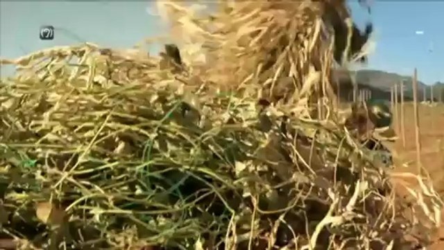 TV3 - Dimecres, 22.35, a TV3 - Els llegums, a Collita pròpia