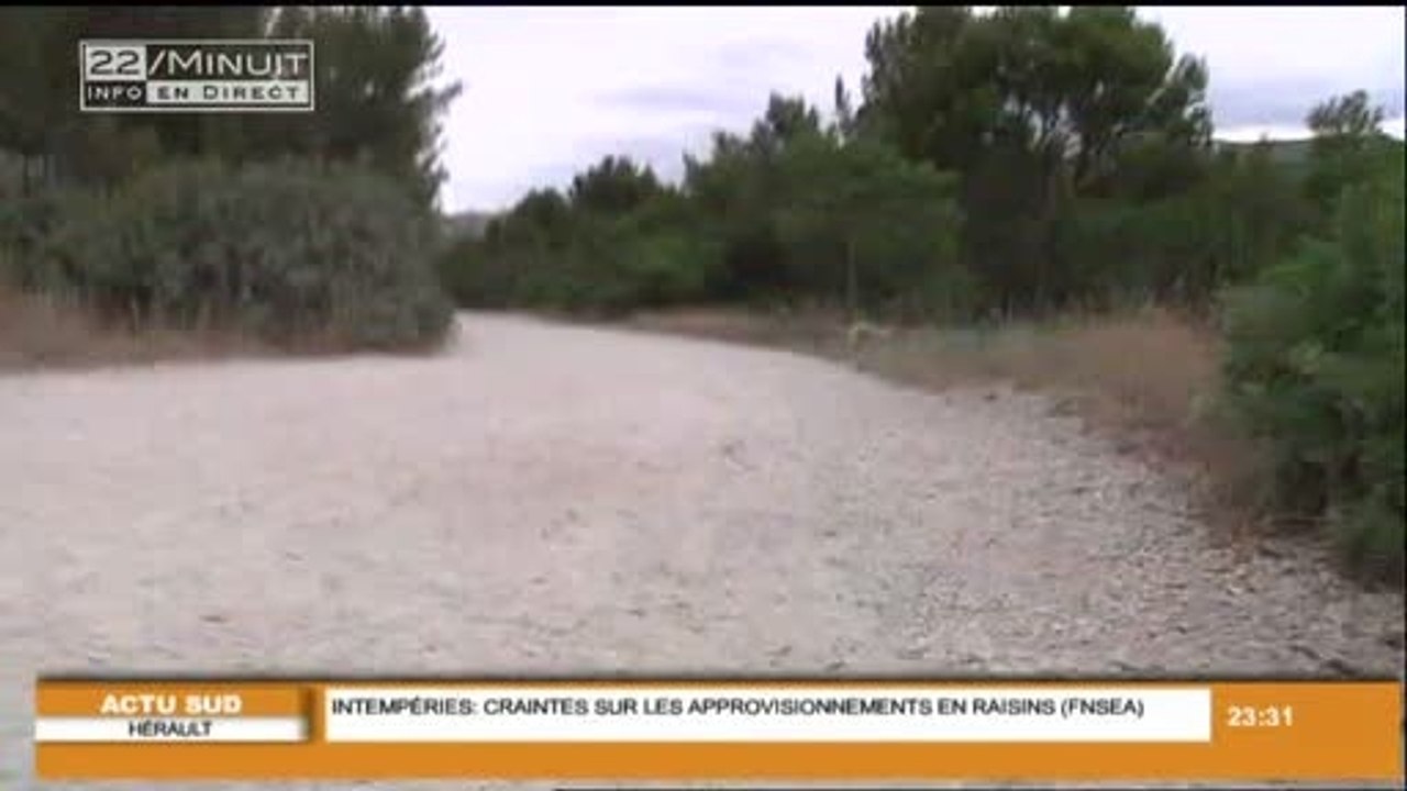 Une touriste agressée par un sanglier
