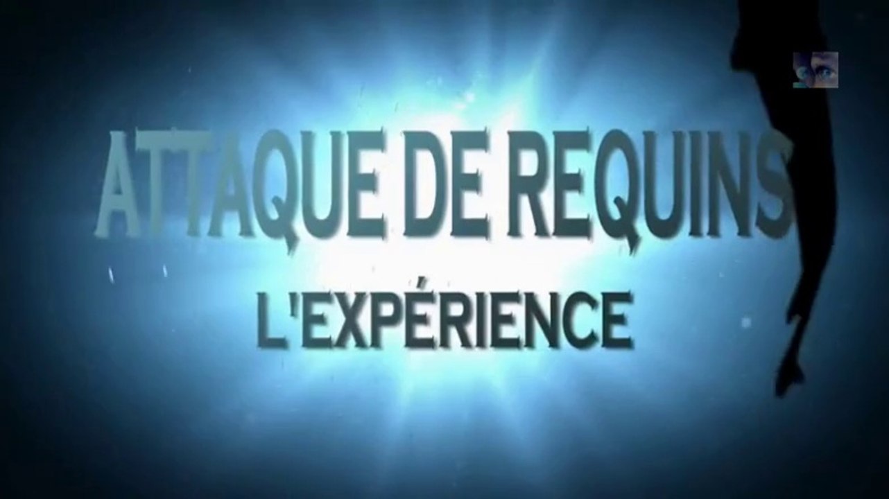 attaque de requin.l'expérience