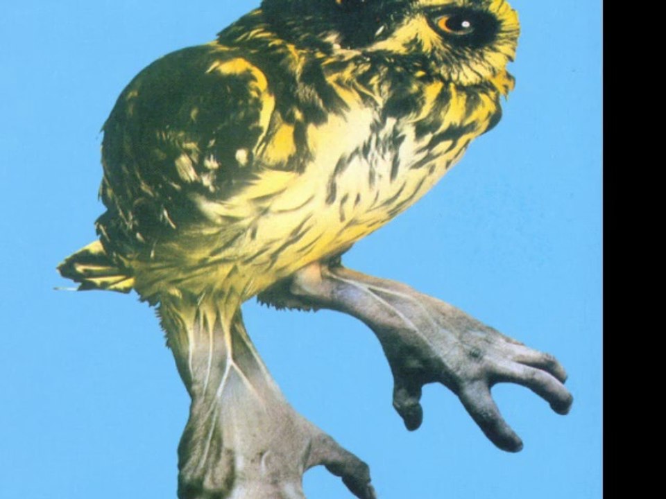 Braichild"She's Learning"1970 UK Prog Rock Jazz Fusion