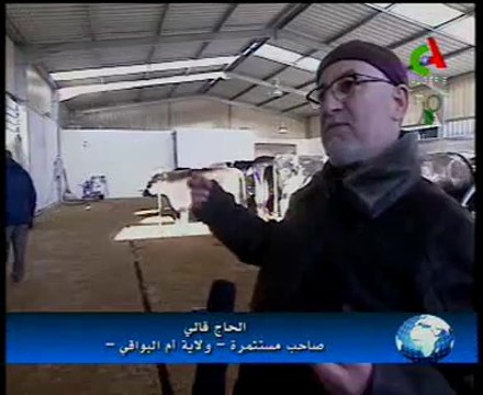 Algerie,Oum EB,ferme bovine moderne