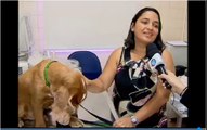 Algodão nos ouvidos evita sustos em cachorros pelos fogos de artifício