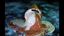 Awesome Time Lapse of an Ice Cream Melting