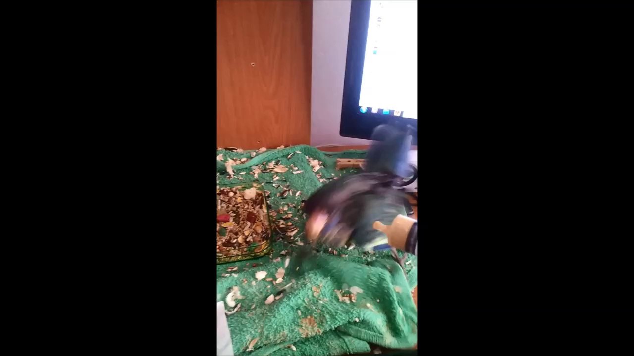 Linconl comiendo