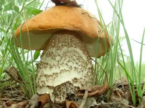 Иван Купала Родина 30L05.AVI