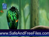 Get Desktop Birds Screensaver 1.0 Activation Code Free Download