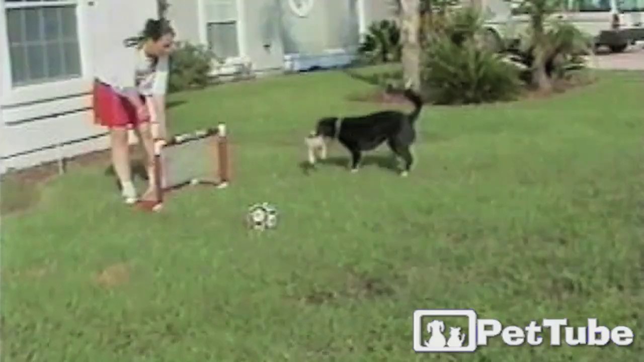 4 Paws Soccer