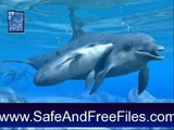 Get Dolphins Underwater Animated Screensaver 6 Activation Code Free Download
