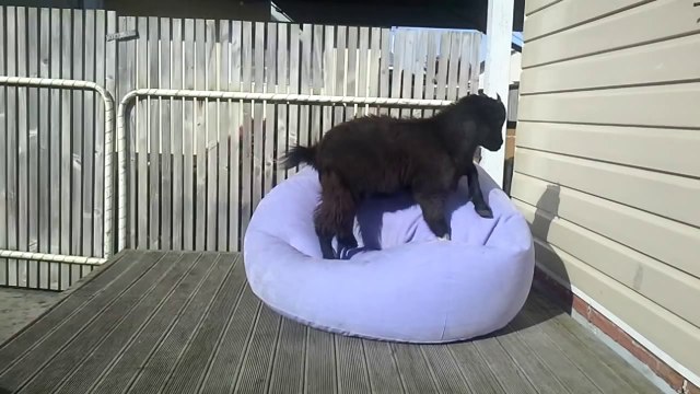 Goat Tries To Climb On Blow Up Chair