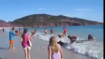 Actually he only filmed a bit of the beach. Then he couldn’t barely believe his eyes!