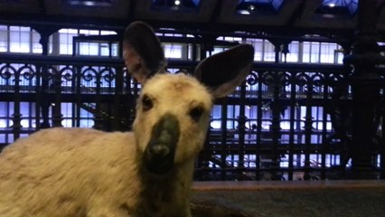 Natural history museum2 Paris