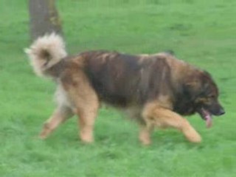 Le Grand Chef Leonberg