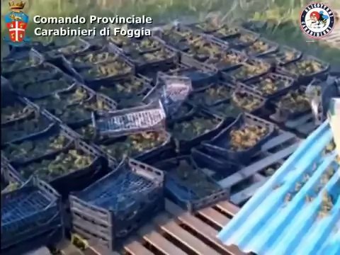 Cerignola (FG) - Scoperta piantagione di marijuana (08.07.14)