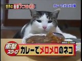日本商工カレーにメロメロな猫をリサーチ curry neko