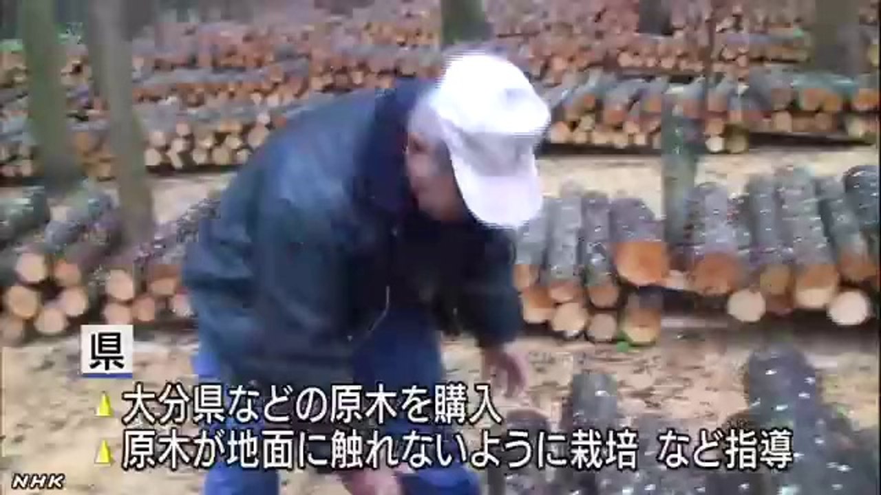 20140708栃木県 露地しいたけの制限解除申請へ