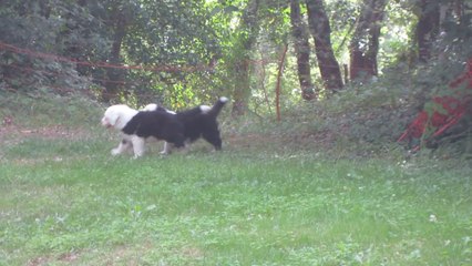 Chiots Bobtails de 40 jours
