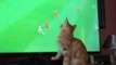 Cat Goes Batty Over World Cup Soccer