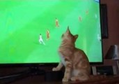 Cat Goes Batty Over World Cup Soccer