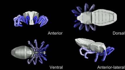La marche d'une araignée vieille de 410 millions d'années