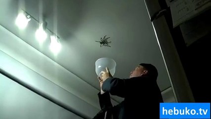 Devasa örümcek saldırısı! Örümcek korkusu olanlar izlemesin!