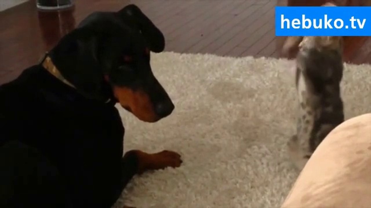 Kendini ninja sanan sevimli kedi ve onu iplemeyen köpek