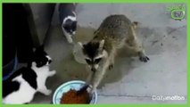 Kedilerin Yemeğini Çalan Rakun
