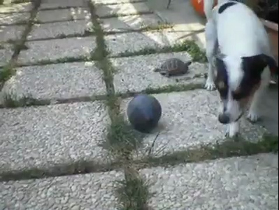 Tortoise playing with ball