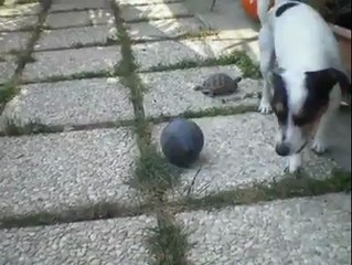 Tortoise playing with ball