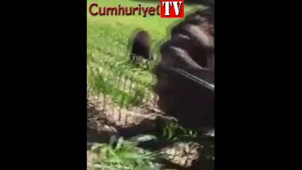 Kafasını kovaya sıkıştıran ayı böyle kurtarıldı