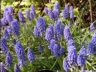 Kuekenhof-Netherland - Andre Rieu