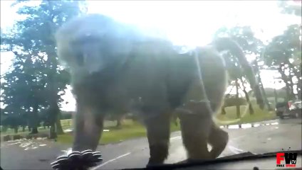 Monkey Funny Attack - Fails World