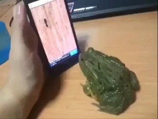 Frog Playing Game On Phone.