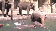 Elephant Pool Party at The Oregon Zoo