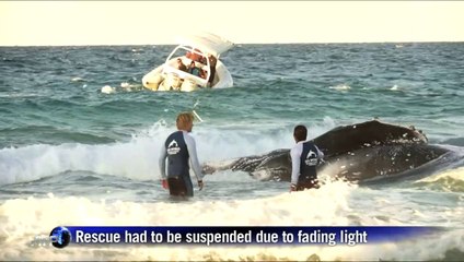 Rush to rescue stranded whale in Australia