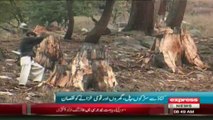 Environment Forest Nature in swat valley kalam by  sherin zada