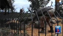 Un crocodile attaque un employé de zoo ! a voir