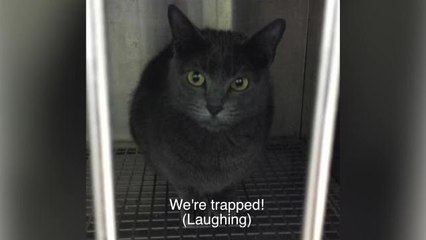 Florida Couple is Latest to be Rescued from Crazy Cat