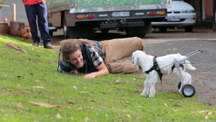Watch This Baby Goat Take His First Steps With A Mini Wheelchair Will Melt Your Heart