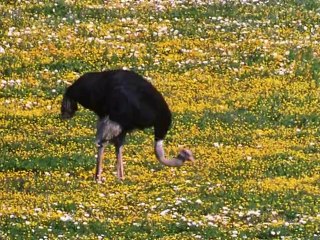 Private Life of Plants - Surviving