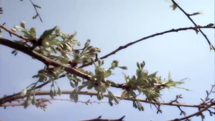 قصيدة رائعة بعنوان  (أحبك يا رسول الله)