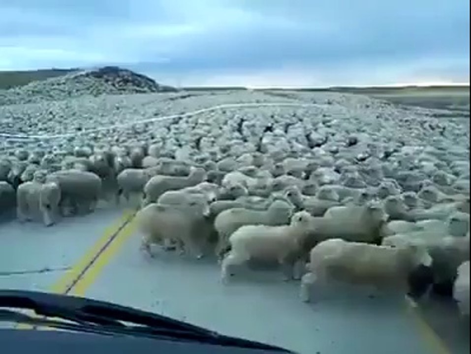 Wow Uncountable Sheeps.