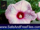 Get Pink Hibiscus Flowers Screensaver 1.0 Serial Key Free Download