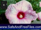 Get Pink Hibiscus Flowers Screensaver 1.0 Activation Key Free Download