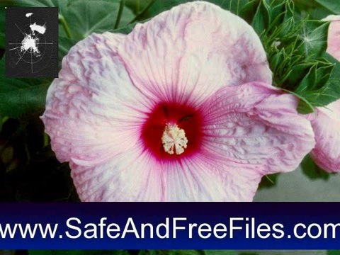 Get Pink Hibiscus Flowers Screensaver 1.0 Serial Code Free Download