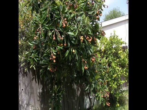 Fillmore CA Homes For Sale - 3 Bedroom 2 Bathrooms - Stucco Wood Ranch Style Home