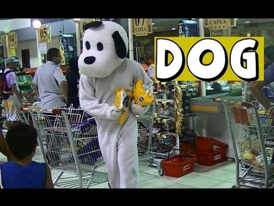 Dog